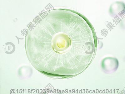 德阳勃起障碍干细胞价格？