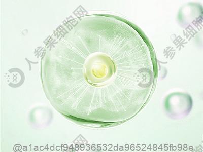 丹东免疫细胞在哪里可以打？丹东免疫细胞多少钱一针