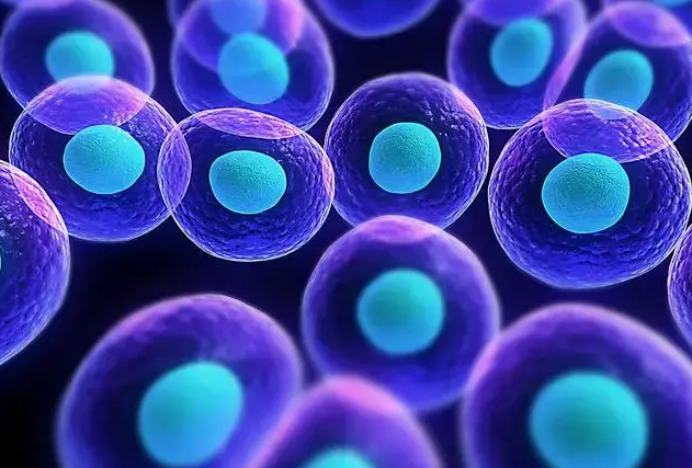 干细胞因子，一种新型治疗手段