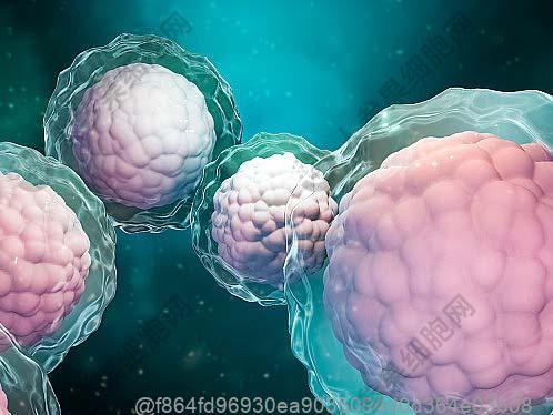 邢台注射免疫细胞多少钱一针？做免疫细胞的价格具体是多少