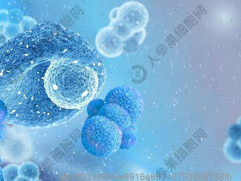 石河子干细胞治疗肝腹水较好的医院