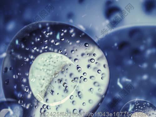 打干细胞前能否食用鸡蛋？科学分析