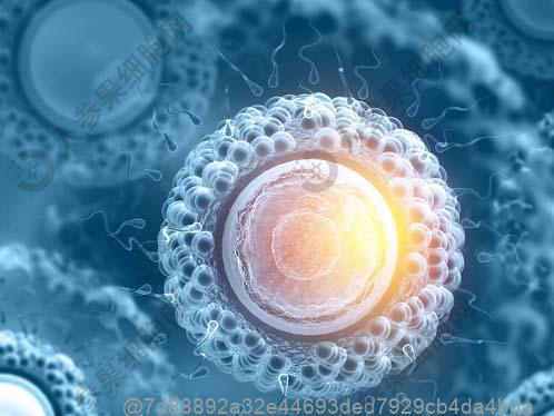 打干细胞17天可以吃什么水果提神醒脑效果好？高效提神​