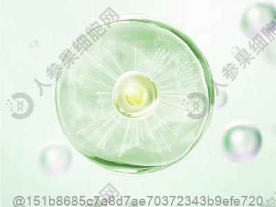打干细胞敢吃桂圆干泡温水吗？冲泡方式建议​