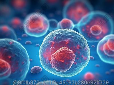 打干细胞5天后可以吃什么水果？中期饮食安排​