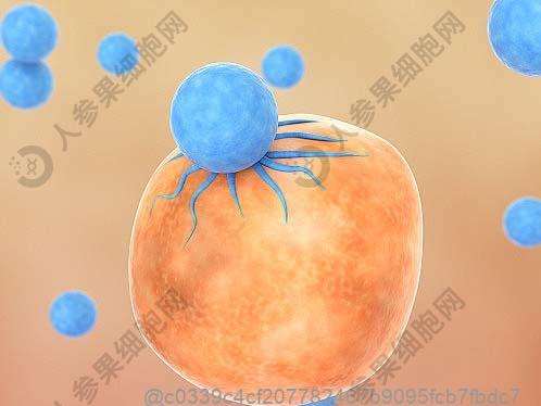 干细胞注射完当天能吃柚子吗？柑橘类水果当天食用​