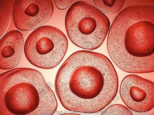 吃浙江宁波年糕行吗？打了干细胞可以吃的食物及注意事项​