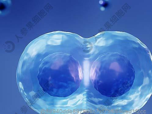 吃广西沙田柚可以吗？有哪些其他水果适合干细胞治疗后食用​