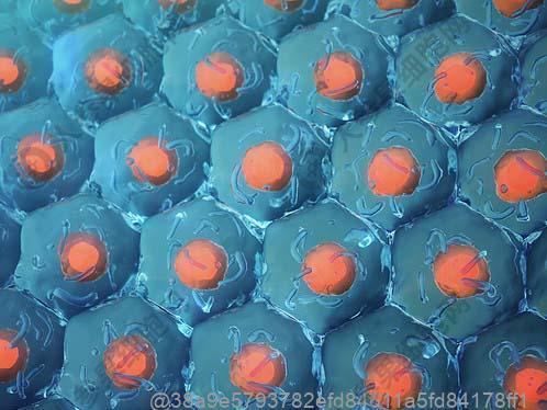 糖尿病患者能吃各地包子吗？菜包比肉包升糖更慢吗​