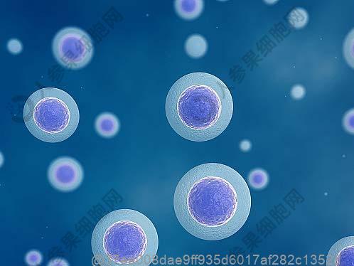 做完干细胞有哪些其他闽粤芭乐类水果可以作为饮食选择吗？东南沿海补充矿物质水果清单​