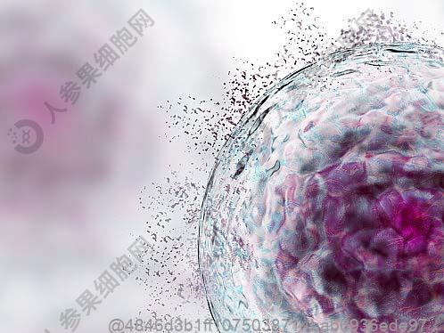 打干细胞不能吃湖南剁椒蒸鱼头吗？湘中地区干细胞治疗后辛辣蒸菜禁忌​