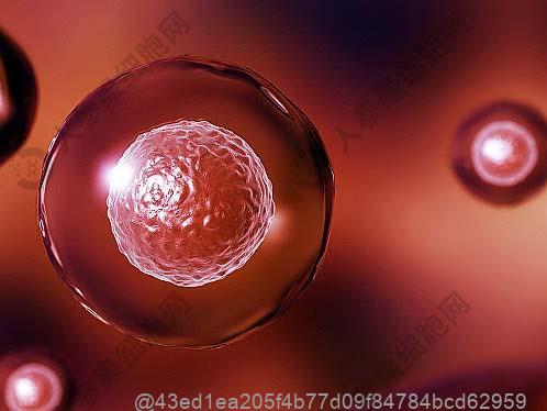 打了干细胞可以喝什么？对治疗后有益的水果及饮食禁忌​