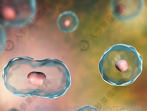 做完干细胞后可以喝哪些无糖绿豆汤？术后清热解暑的饮品选择指南​