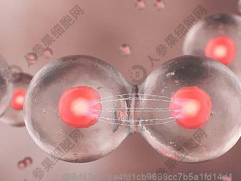 干细胞回输后喝什么饮品好？西藏青稞茶（煮淡），比甜茶更清爽​