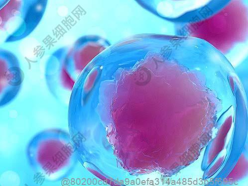 干细胞回输后哪种西南蓝莓对术后更有益？高原抗氧修复水果攻略​